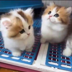 十堰金虎猫舍头像