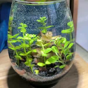 水星球剪辑头像