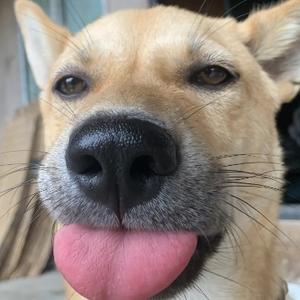 快乐汤圆头像