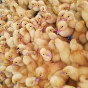 吱吱皮头像