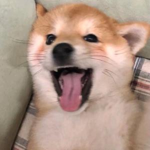 放下了头像