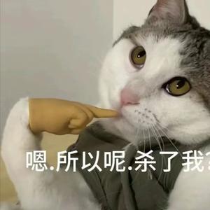 橘猫猫头像