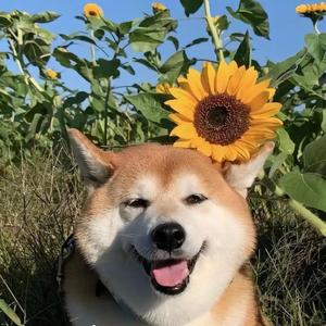 七号游客头像