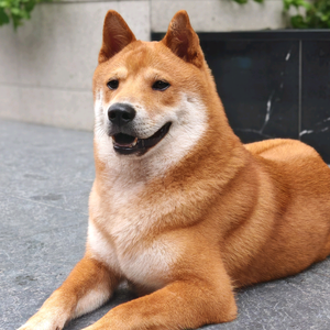 田园犬福仔头像