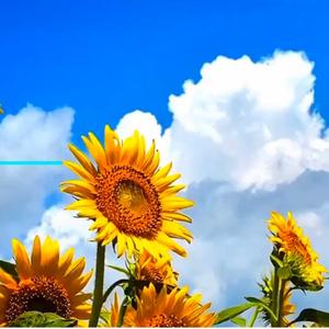 4喜谈交通 头像