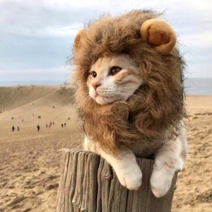 抽风的狮子猫头像
