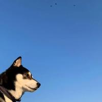 是泡泡不是包包头像