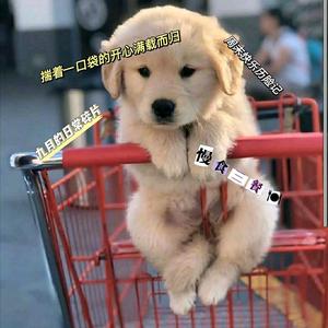 阿瓦达啃大瓜头像
