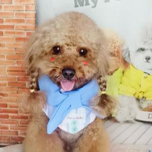 萌宠乖乖（橱窗好物）头像