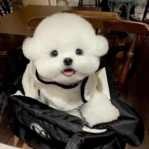 大凯家的韩系比熊1号头像