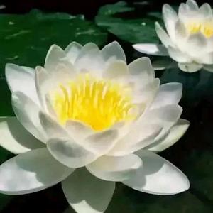＠哎呀头像