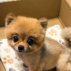 小小蕉啊头像