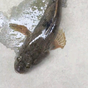 江苏沙塘鳢养殖头像