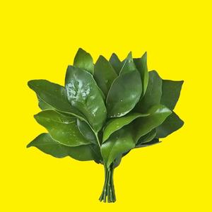 大影头像