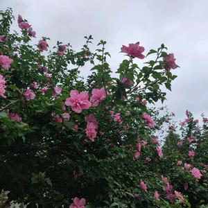 细腻集安9w9头像