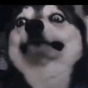 多余乐4i8i 头像