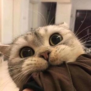 小顾不是小度头像