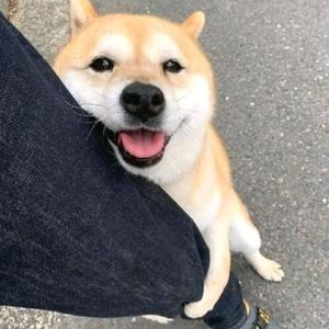 哀牢山彝族风韵头像
