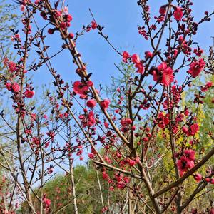 小麦成熟季节头像