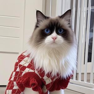 布偶猫李豆包头像