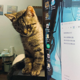 喵喵鱼3头像