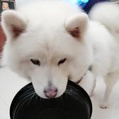 球伢头像