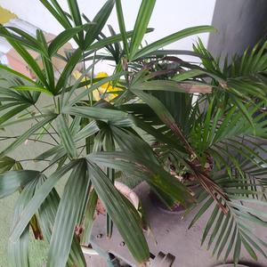 广西阿焜头像