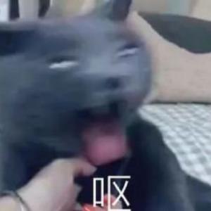 茼茼糖 头像