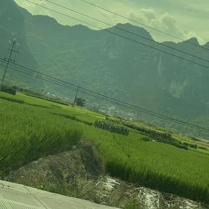 开心燕子adv头像