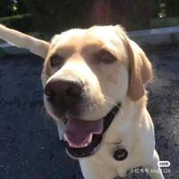 芋头and石头头像