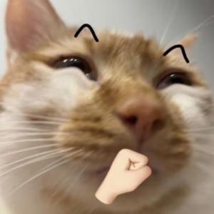 肥猫猫me头像