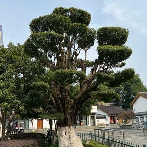 随行随拍666头像