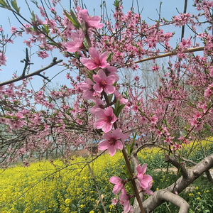 清新阳光头像