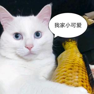 南南的精灵头像
