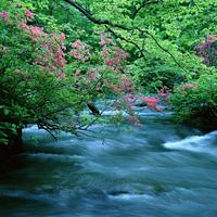 热血的牛顿头像