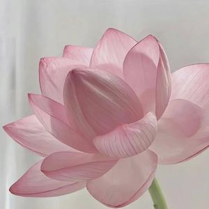 人间的花富贵头像
