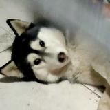 小郭郭呀喔头像