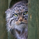 大野猫杂谈头像