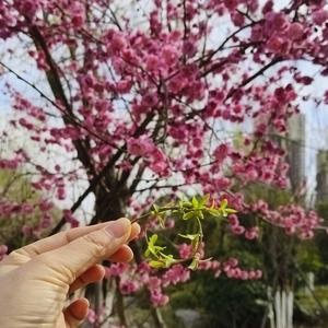 掌上明朱头像