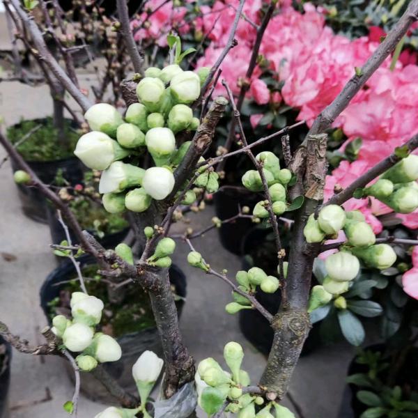 勇者饼干rmw头像