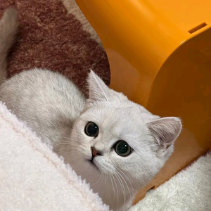猫球1118头像