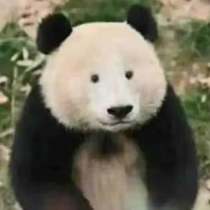 大熊生活记头像