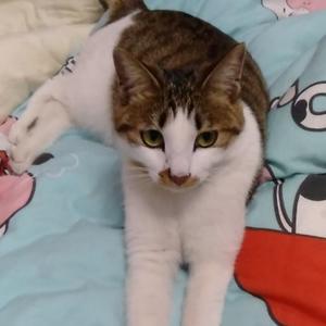 猫小咪成长记头像