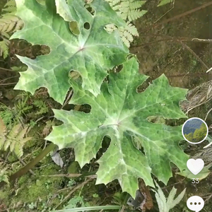 幸运百香果5头像