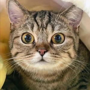 Ai狸花猫头像