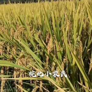 皖北小农民头像
