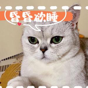 重庆大脸猫头像