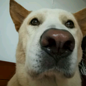 一百一头像