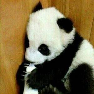 那个星星跑了头像