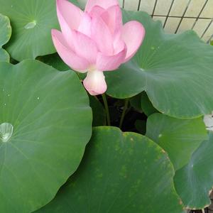 伟大光明春夏秋冬头像